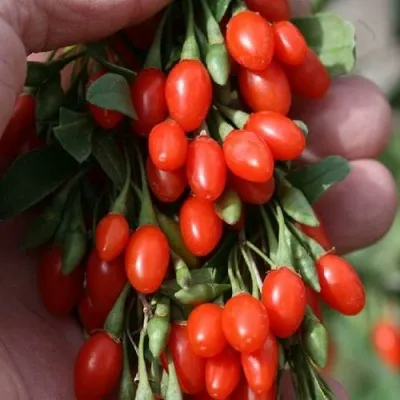 Годжи КОРЕАН БИГ в Воронеже