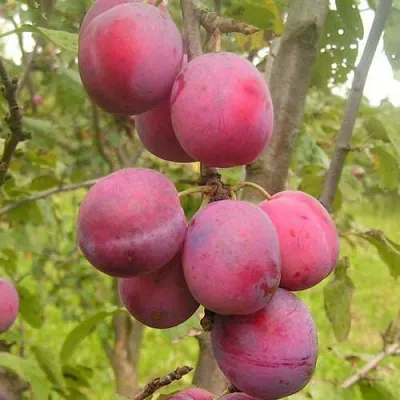 Слива ЭДИНБУРГСКАЯ в Воронеже