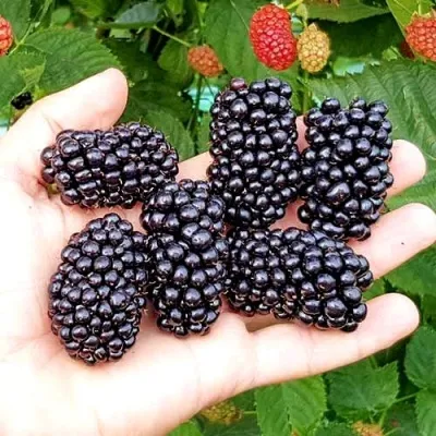 Ежевика ОУАЧИТА бесшипная — описание сорта Ежевика ОУАЧИТА бесшипная в Воронеже