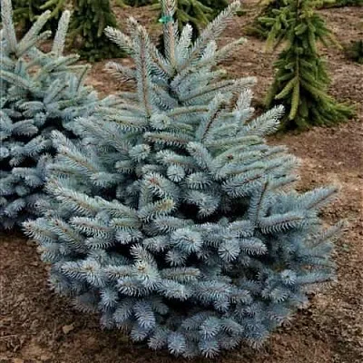 Ель МИСТИ БЛЮ голубая в Воронеже