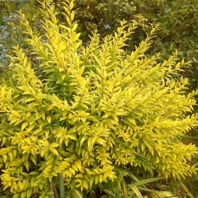 Бирючина АУРЕА обыкновенная — описание сорта Бирючина АУРЕА обыкновенная в Воронеже