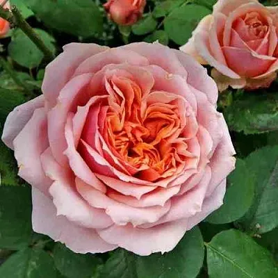 Саженцы роз ПОЛЬ БОКЮЗ шраб  Саженцы роз ПОЛЬ БОКЮЗ шраб в Воронеже