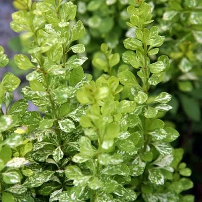 Барбарис ПАУ ВАУ тунберга  Барбарис ПАУ ВАУ тунберга в Воронеже