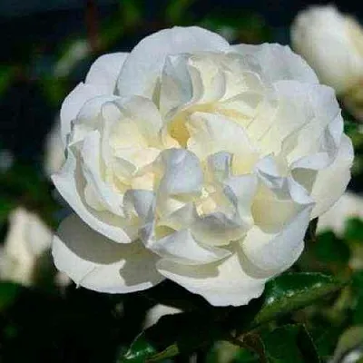 Саженцы роз ВАЙТ МЕЙДИЛАНД почвопокровная в Воронеже