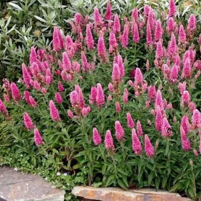 Вероника РОЗЕА колосковая — описание сорта Вероника РОЗЕА колосковая в Воронеже