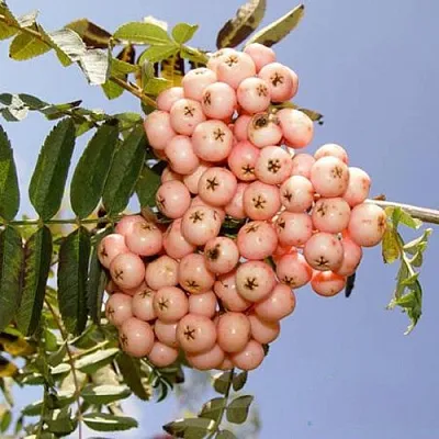 Рябина ПИНК ВЕЙЛ  Рябина ПИНК ВЕЙЛ в Воронеже