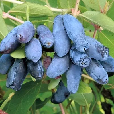 Жимолость съедобная ПАВЛОВСКАЯ в Воронеже