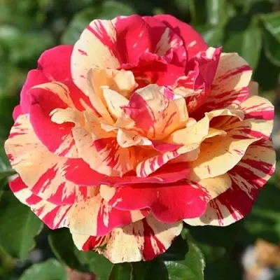 Саженцы роз ВАНИЛЛА ФРАЙЗ плетистая  Саженцы роз ВАНИЛЛА ФРАЙЗ плетистая в Воронеже