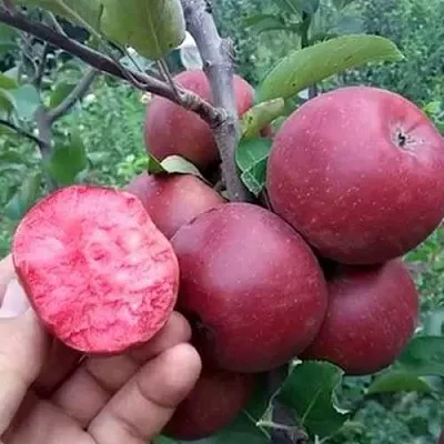 Яблоня РЕД КЕТТИ  Яблоня РЕД КЕТТИ в Воронеже