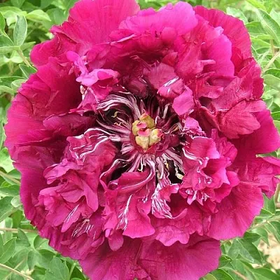 Пион ПУРПУРНЫЙ ОКЕАН древовидный  Пион ПУРПУРНЫЙ ОКЕАН древовидный в Воронеже