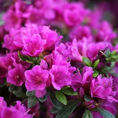 Азалия ХИРОКА японская  Азалия ХИРОКА японская в Воронеже