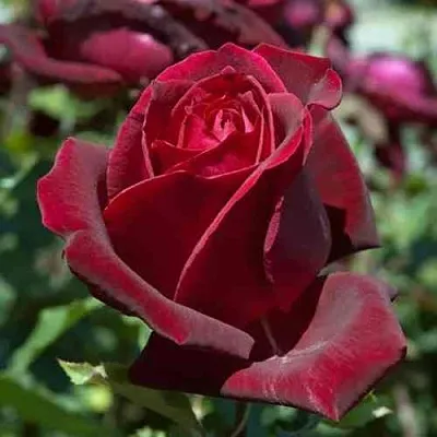 Саженцы роз ПАПА МЕЙЯН чайно-гибридная в Воронеже