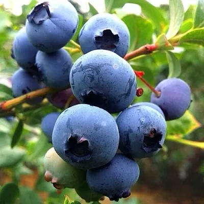 Голубика ДЮК в Воронеже