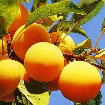 Желтая  в Воронеже