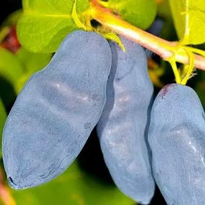 Жимолость съедобная ДЛИННОПЛОДНАЯ в Воронеже