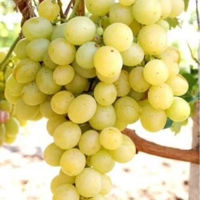 Виноград ТАЛИСМАН в Воронеже