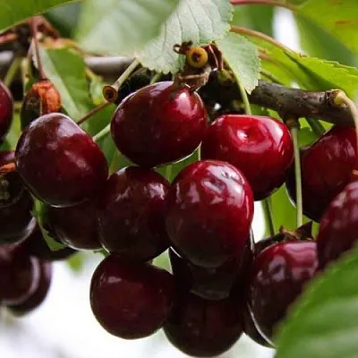 Вишня НОВОДВОРСКАЯ  Вишня НОВОДВОРСКАЯ в Воронеже