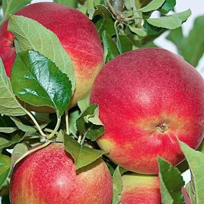 Яблоня СЕНАТОР колонновидная  Яблоня СЕНАТОР колонновидная в Воронеже