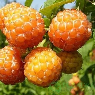 Малина КУМБЕРЛЕНД желтая в Воронеже