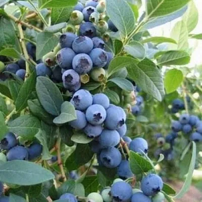 Голубика ЭЛЛИОТ в Воронеже