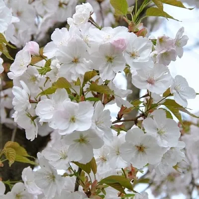 Сакура САНСЕТ БУЛЕВАРД  Сакура САНСЕТ БУЛЕВАРД в Воронеже