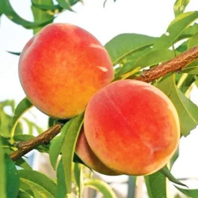 Персик ОНТАРИО — описание сорта Персик ОНТАРИО в Воронеже