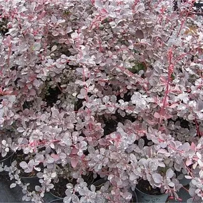 Барбарис СИЛЬВЕР МИЛЕС оттавский   Барбарис СИЛЬВЕР МИЛЕС оттавский  в Воронеже