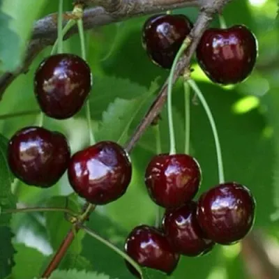 Черешня НАРОДНАЯ  Черешня НАРОДНАЯ в Воронеже