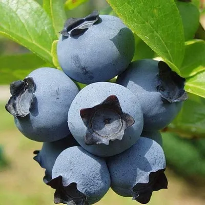 Сладкие сорта  в Воронеже