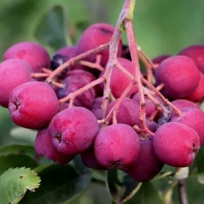 Рябина ДЕСЕРТНАЯ МИЧУРИНА сладкоплодная — описание сорта Рябина ДЕСЕРТНАЯ МИЧУРИНА сладкоплодная в Воронеже