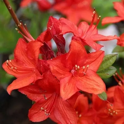 Азалия ПАРКФАЕР листопадная  Азалия ПАРКФАЕР листопадная в Воронеже