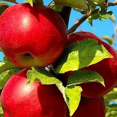 Зимние сорта в Воронеже