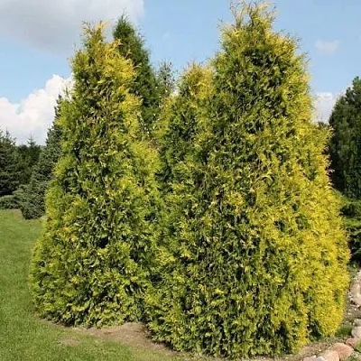 Туя АУРЕОСПИКАТА западная в Воронеже