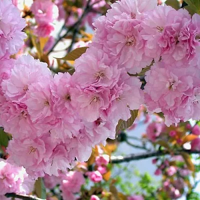 Сакура ОШИДАРЕ  Сакура ОШИДАРЕ в Воронеже