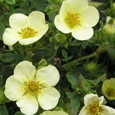 Лапчатка ЭЛИЗАБЕТ кустарниковая  Лапчатка ЭЛИЗАБЕТ кустарниковая в Воронеже