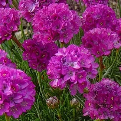 Армерия МОНИНГ СТАР ДИП РОУЗ  Армерия МОНИНГ СТАР ДИП РОУЗ в Воронеже