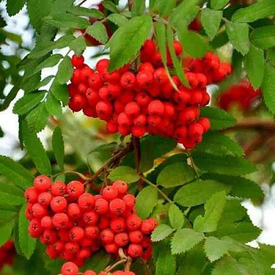 Рябина ОБЫКНОВЕННАЯ  Рябина ОБЫКНОВЕННАЯ в Воронеже