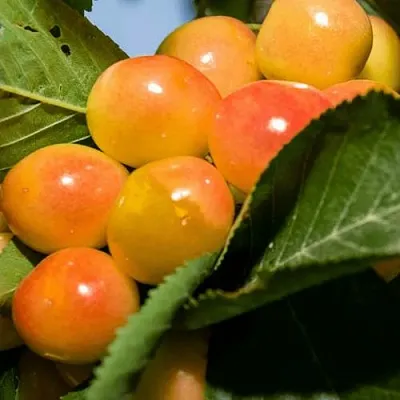 Дюк (черевишня) БЕЛОЧКА в Воронеже