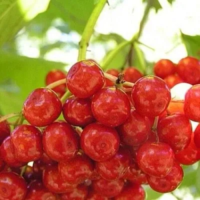 Калина КИЕВСКАЯ САДОВАЯ  Калина КИЕВСКАЯ САДОВАЯ в Воронеже