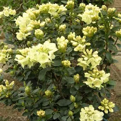 Рододендрон ГОЛДКРОН  Рододендрон ГОЛДКРОН в Воронеже