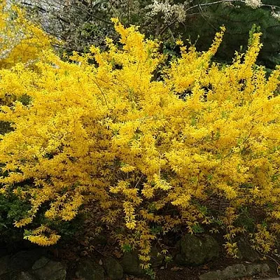 Форзиция ГОЛДЗАУБЕР средняя  Форзиция ГОЛДЗАУБЕР средняя в Воронеже