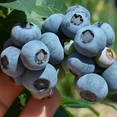 Голубика НЕЛЬСОН в Воронеже