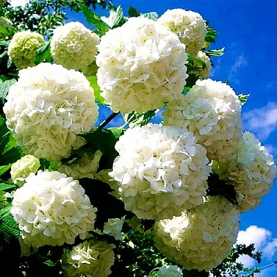 Калина БУЛЬДЕНЕЖ  Калина БУЛЬДЕНЕЖ в Воронеже