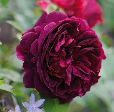 Саженцы роз МАНСТЕД ВУД английская  Саженцы роз МАНСТЕД ВУД английская в Воронеже