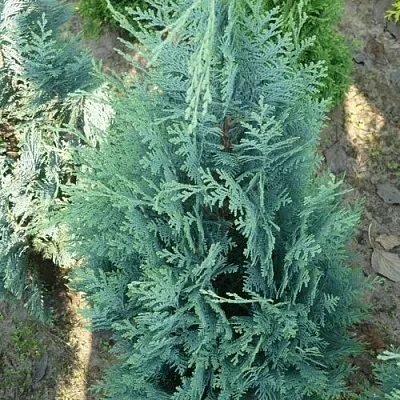 Кипарисовик КОЛУМНАРИС лавсона  Кипарисовик КОЛУМНАРИС лавсона в Воронеже