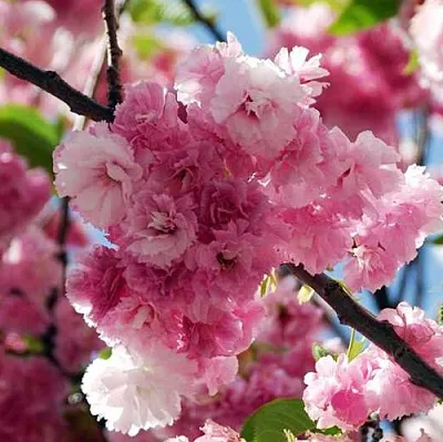 Сакура ПИНК ПЕРФЕКШН  Сакура ПИНК ПЕРФЕКШН в Воронеже