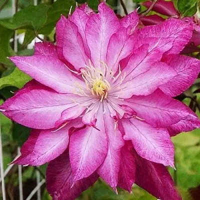 Клематис КАЕН  Клематис КАЕН в Воронеже