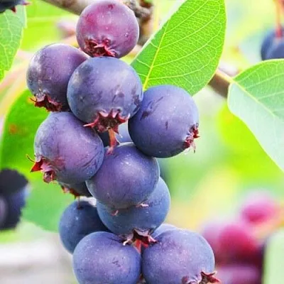 Ирга СМОУКИ в Воронеже