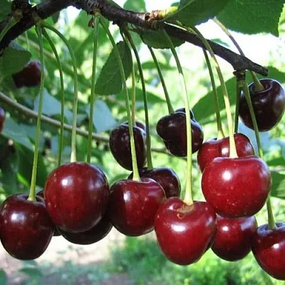 Вишня БЫСТРИНКА  Вишня БЫСТРИНКА в Воронеже