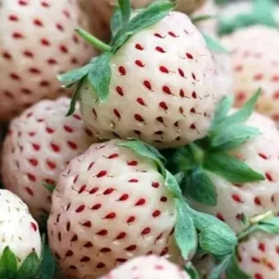 Клубника АНАНАСА ремонтантная в Воронеже